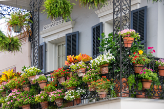 Balcony covered in flowering plants